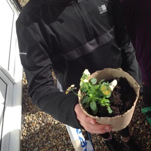 Investigating what a plant needs to survive